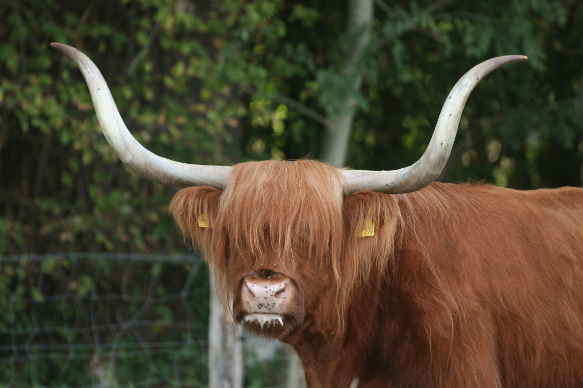 Highlander vom Weetfeld Gilka von der Rehhecke